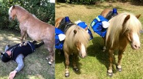 poneys massage cardiaque