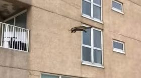 raton-laveur bâtiment chute
