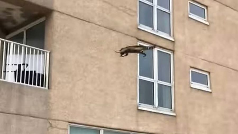 Un Raton Laveur Cascadeur Se Jette Du 9e Etage D Un Batiment