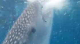 Un homme a failli se faire aspirer par un requin