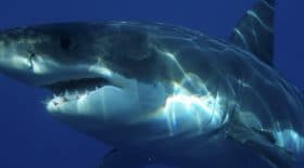 un surfeur attaqué par un requin blanc