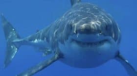 Il se fait mordre par un requin et attrape une fasciste nécrosante