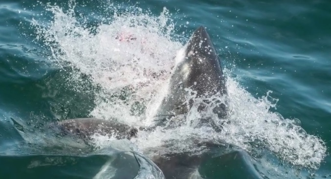 un requin déchiquette un phoque