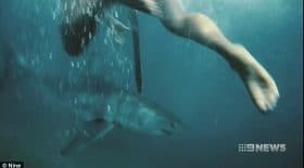 ils rencontrent des requins blancs