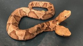 serpent à deux têtes