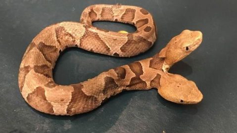 serpent à deux têtes