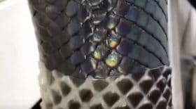 serpent mue