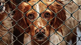 ses chiens lui sont retirés, elle va les voler au refuge