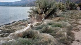 toile-araignée-géante-plusieurs centaines-de mètres-de-long-plage