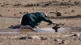 Un homme sauve un impala