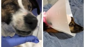 Ce chien avait du goudron dans la gueule