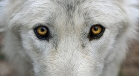 loup blanc-expression-effrayant-connu