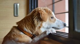 animaux temps qui passe
