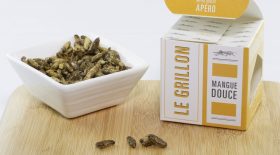 apero insectes