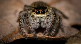 Airaignée spider ma,