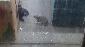 bagarre entre un chat et un rat