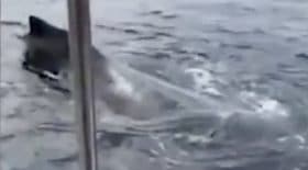 ils croisent une baleine en pleine navigation