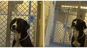 Chien Benny voué à l'euthanasie