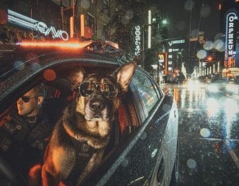 Le calendrier des chiens policiers de Vancouver 