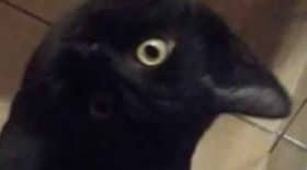 ceci est un chat noir pas un corbeau