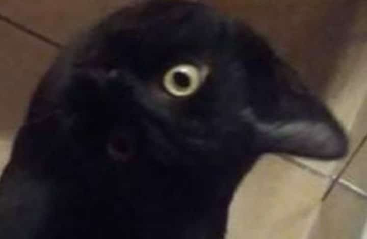 ceci est un chat noir pas un corbeau