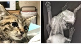 chaton-acte-barbarie-vétérinaire-facebook-coup-de-gueule.jpg