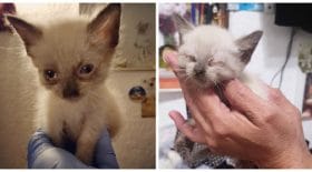 chaton-aveugle-petite-chatte-animal