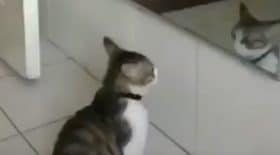 chat reflet