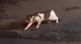un chat veut se battre