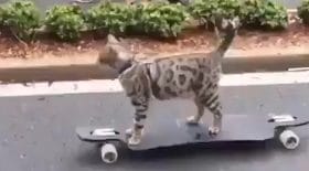 chat skate
