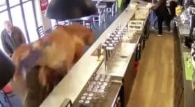 un cheval dans un bar