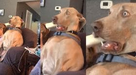 expression faciale de terreur chien apeuré