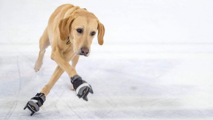 chien patinage patin à glace
