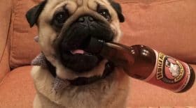 de la bière pour chien