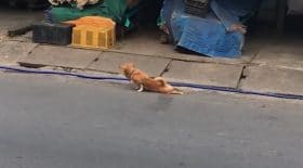 Ce chien fait semblant d'être blessé