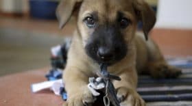 chien abandonné