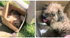 chienne-abandonnée-boite-choc-vie-halle