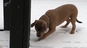 chien neige