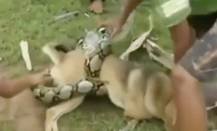 chien python géant