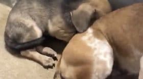 cette maman chien protège son chiot