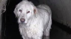 chien sauvé Roumanie