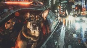chiens policiers