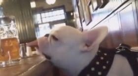 Un chien saoul a bu trop de bière