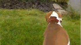 ce chien se prend un pont