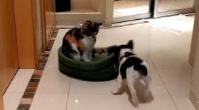 un chiot veut récupérer son panier