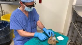 chirurgien opération ours en peluche