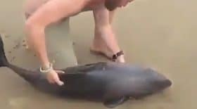 il sauve un dauphin