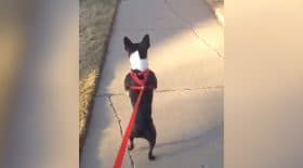 ce chien marche sur ses deux pattes arrière