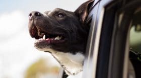 ellon-musk-voitures-dog-mode (2)