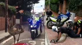 ému pourchassé police meurt de stress